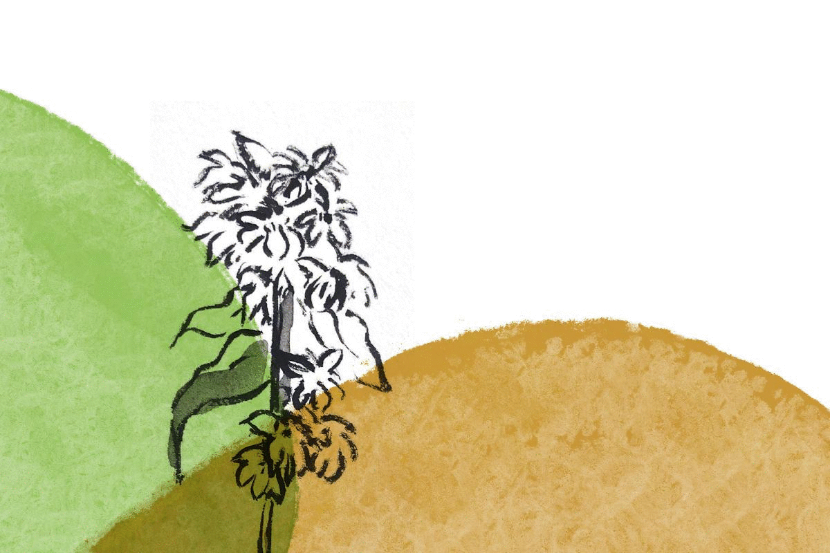 with graphics animation